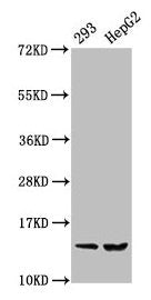 Western Blot Positive WB detected in: 293 whole cell lysate, HepG2 whole cell lysate All lanes: HIST1H2BC antibody at 0.36µg/ml Secondary Goat polyclonal to rabbit IgG at 1/50000 dilution Predicted band size: 14 kDa Observed band size: 14 kDa