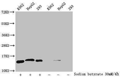 Western Blot Detected samples: K562 whole cell lysate, HepG2 whole cell lysate, 293 whole cell lysate; Untreated (-) or treated (+) with 30mM sodium butyrate for 4h All lanes: HIST1H2BC antibody at 1:300 Secondary Goat polyclonal to rabbit IgG at...