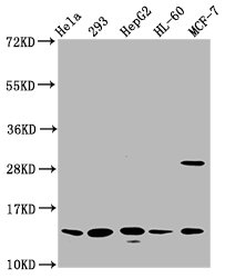 Western Blot Positive WB detected in: Hela whole cell lysate, 293 whole cell lysate, HepG2 whole cell lysate, HL60 whole cell lysate, MCF-7 whole cell lysate All lanes: HIST1H2BC antibody at 0.79µg/ml Secondary Goat polyclonal to rabbit IgG at 1/5...
