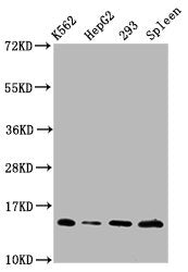 Western Blot Positive WB detected in: K562 whole cell lysate, HepG2 whole cell lysate, 293 whole cell lysate, Rat spleen tissue All lanes: HIST1H2BC antibody at 0.9µg/ml Secondary Goat polyclonal to rabbit IgG at 1/50000 dilution Predicted band si...
