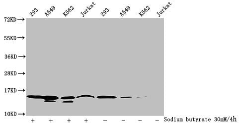 Western Blot Detected samples: 293 whole cell lysate, A549 whole cell lysate, K562 whole cell lysate, Jurkat whole cell lysate; Untreated (-) or treated (+) with 30mM sodium butyrate for 4h All lanes: HIST1H2BC antibody at 1:100 Secondary Goat pol...