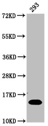 Western Blot Positive WB detected in: 293 whole cell lysate (treated with 30mM sodium butyrate for 4h) All lanes: HIST1H2BC antibody at 1.27µg/ml Secondary Goat polyclonal to rabbit IgG at 1/50000 dilution Predicted band size: 14 kDa Observed band...