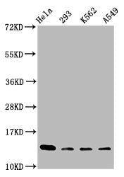 Western Blot Positive WB detected in: Hela whole cell lysate, 293 whole cell lysate, K562 whole cell lysate, A549 whole cell lysate All lanes: HIST1H2BC antibody at 1:100 Secondary Goat polyclonal to rabbit IgG at 1/50000 dilution Predicted band s...