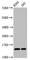 Western Blot Positive WB detected in: K562 whole cell lysate, 293 whole cell lysate All lanes: HIST1H2BC antibody at 0.72µg/ml Secondary Goat polyclonal to rabbit IgG at 1/50000 dilution Predicted band size: 14 kDa Observed band size: 14 kDa