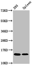 Western Blot Positive WB detected in: 293 whole cell lysate, Rat spleen tissue All lanes: HIST1H2BC antibody at 1.64µg/ml Secondary Goat polyclonal to rabbit IgG at 1/50000 dilution Predicted band size: 14 kDa Observed band size: 14 kDa