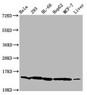 Western Blot Positive WB detected in: Hela whole cell lysate, 293 whole cell lysate, HL60 whole cell lysate, HepG2 whole cell lysate, MCF-7 whole cell lysate, Mouse liver tissue All lanes: HIST1H2BC antibody at 0.92µg/ml Secondary Goat polyclonal...