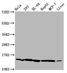 Western Blot Positive WB detected in: Hela whole cell lysate, 293 whole cell lysate, HL60 whole cell lysate, HepG2 whole cell lysate, MCF-7 whole cell lysate, Mouse liver tissue All lanes: HIST1H2BC antibody at 0.92µg/ml Secondary Goat polyclonal...