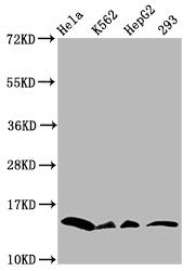 Western Blot Positive WB detected in: Hela whole cell lysate, K562 whole cell lysate, HepG2 whole cell lysate, 293 whole cell lysate (all treated with 30mM sodium crotonylate for 4h) All lanes: HIST1H2BC antibody at 0.36µg/ml Secondary Goat polycl...