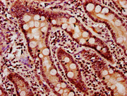 IHC image of CSB-PA010403OA11nacHU diluted at 1:20 and staining in paraffin-embedded human small intestine tissue performed on a Leica BondTM system. After dewaxing and hydration, antigen retrieval was mediated by high pressure in a citrate buffer...