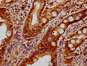 IHC image of CSB-PA010403OA11nbhbHU diluted at 1:10 and staining in paraffin-embedded human small intestine tissue performed on a Leica BondTM system. After dewaxing and hydration, antigen retrieval was mediated by high pressure in a citrate buffe...