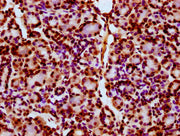 IHC image of CSB-PA010403OA11ncrHU diluted at 1:10 and staining in paraffin-embedded human pancreatic tissue performed on a Leica BondTM system. After dewaxing and hydration, antigen retrieval was mediated by high pressure in a citrate buffer (pH...