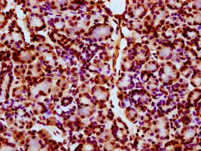 IHC image of CSB-PA010403OA11ncrHU diluted at 1:10 and staining in paraffin-embedded human pancreatic tissue performed on a Leica BondTM system. After dewaxing and hydration, antigen retrieval was mediated by high pressure in a citrate buffer (pH...