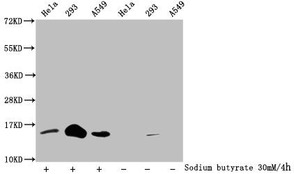 Western Blot Detected samples: Hela whole cell lysate, 293 whole cell lysate, A549 whole cell lysate; Untreated (-) or treated (+) with 30mM sodium butyrate for 4h All lanes: HIST1H2BC antibody at 1:100 Secondary Goat polyclonal to rabbit IgG at 1...