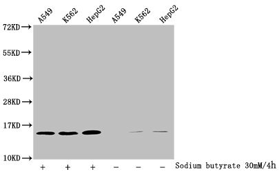 Western Blot Detected samples: A549 whole cell lysate, K562 whole cell lysate, HepG2 whole cell lysate; Untreated (-) or treated (+) with 30mM sodium butyrate for 4h All lanes: HIST1H2BC antibody at 1:100 Secondary Goat polyclonal to rabbit IgG at...