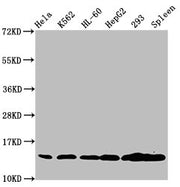 Western Blot Positive WB detected in: Hela whole cell lysate, K562 whole cell lysate, HL60 whole cell lysate, HepG2 whole cell lysate, 293 whole cell lysate, Rat spleen tissue All lanes: HIST1H2BC antibody at 1.3µg/ml Secondary Goat polyclonal to...