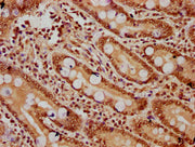 IHC image of CSB-PA010403OA120ngluHU diluted at 1:20 and staining in paraffin-embedded human small intestine tissue performed on a Leica BondTM system. After dewaxing and hydration, antigen retrieval was mediated by high pressure in a citrate buff...
