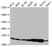 Western Blot Positive WB detected in: Hela whole cell lysate, K562 whole cell lysate, HL60 whole cell lysate, HepG2 whole cell lysate, 293 whole cell lysate, Rat spleen tissue, Rat heart tissue All lanes: HIST1H2BC antibody at 1.4µg/ml Secondary G...