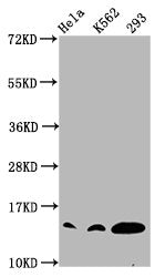 Western Blot Positive WB detected in: Hela whole cell lysate, K562 whole cell lysate, 293 whole cell lysate (all treated with 30mM sodium crotonylate for 4h) All lanes: HIST1H2BC antibody at 0.97µg/ml Secondary Goat polyclonal to rabbit IgG at 1/5...
