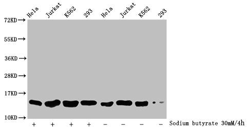 Western Blot Detected samples: Hela whole cell lysate, Jurkat whole cell lysate, K562 whole cell lysate, 293 whole cell lysate; Untreated (-) or treated (+) with 30mM sodium butyrate for 4h All lanes: HIST1H2BC antibody at 1:500 Secondary Goat pol...