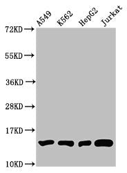 Western Blot Positive WB detected in: A549 whole cell lysate, K562 whole cell lysate, HepG2 whole cell lysate, Jurkat whole cell lysate All lanes: HIST1H2BC antibody at 1:100 Secondary Goat polyclonal to rabbit IgG at 1/50000 dilution Predicted ba...