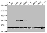 Western Blot Positive WB detected in: Hela whole cell lysate, 293 whole cell lysate, A549 whole cell lysate, K562 whole cell lysate, HepG2 whole cell lysate, Rat liver tissue, Rat kidney tissue, Mouse brain tissue, Mouse spleen tissue All lanes: H...