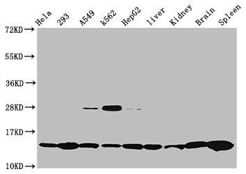Western Blot Positive WB detected in: Hela whole cell lysate, 293 whole cell lysate, A549 whole cell lysate, K562 whole cell lysate, HepG2 whole cell lysate, Rat liver tissue, Rat kidney tissue, Mouse brain tissue, Mouse spleen tissue All lanes: H...