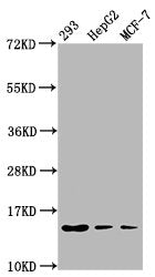 Western Blot Positive WB detected in: 293 whole cell lysate, HepG2 whole cell lysate, MCF-7 whole cell lysate All lanes: HIST1H2BC antibody at 0.05µg/ml Secondary Goat polyclonal to rabbit IgG at 1/50000 dilution Predicted band size: 14 kDa Observ...