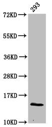 Western Blot Positive WB detected in: 293 whole cell lysate All lanes: HIST1H2BC antibody at 0.27µg/ml Secondary Goat polyclonal to rabbit IgG at 1/50000 dilution Predicted band size: 14 kDa Observed band size: 14 kDa