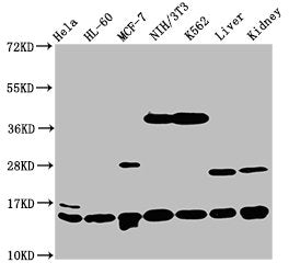 Western Blot Positive WB detected in: Hela whole cell lysate, HL60 whole cell lysate, MCF-7 whole cell lysate, NIH/3T3 whole cell lysate, K562 whole cell lysate, Rat liver tissue, Mouse kidney tissue All lanes: HIST1H2BC antibody at 1.2µg/ml Secon...