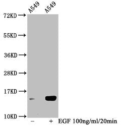 Western Blot Detected samples: A549 whole cell lysate; Untreated (-) or treated (+) with 100ng/ml EGF for 20min All lanes: HIST1H2BC antibody at 1:100 Secondary Goat polyclonal to rabbit IgG at 1/50000 dilution Predicted band size: 14 kDa Observed...