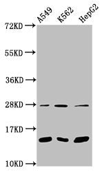 Western Blot Positive WB detected in: A549 whole cell lysate, K562 whole cell lysate, HepG2 whole cell lysate All lanes: HIST1H2BC antibody at 1:100 Secondary Goat polyclonal to rabbit IgG at 1/50000 dilution Predicted band size: 14 kDa Observed b...