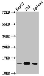 Western Blot Positive WB detected in: HepG2 whole cell lysate, 293 whole cell lysate, Rat spleen tissue All lanes: HIST1H2BC antibody at 0.76µg/ml Secondary Goat polyclonal to rabbit IgG at 1/50000 dilution Predicted band size: 14 kDa Observed ban...