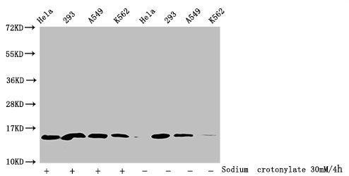 Western Blot Detected samples: Hela whole cell lysate, 293 whole cell lysate, A549 whole cell lysate, K562 whole cell lysate; Untreated (-) or treated (+) with 30mM Sodium crotonylate for 4h All lanes: HIST1H2BC antibody at 1:100 Secondary Goat po...