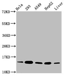 Western Blot Positive WB detected in: Hela whole cell lysate, 293 whole cell lysate, A549 whole cell lysate, HepG2 whole cell lysate, Rat liver tissue All lanes: HIST1H2BC antibody at 0.15µg/ml Secondary Goat polyclonal to rabbit IgG at 1/50000 di...