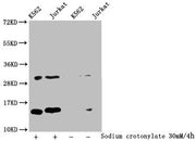 Western Blot Detected samples: K562 whole cell lysate, Jurkat whole cell lysate; Untreated (-) or treated (+) with 30mM Sodium crotonylate for 4h All lanes: HIST1H2BC antibody at 1:100 Secondary Goat polyclonal to rabbit IgG at 1/50000 dilution Pr...