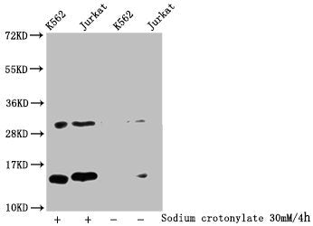 Western Blot Detected samples: K562 whole cell lysate, Jurkat whole cell lysate; Untreated (-) or treated (+) with 30mM Sodium crotonylate for 4h All lanes: HIST1H2BC antibody at 1:100 Secondary Goat polyclonal to rabbit IgG at 1/50000 dilution Pr...