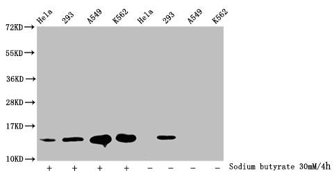 Western Blot Detected samples: Hela whole cell lysate, 293 whole cell lysate, A549 whole cell lysate, K562 whole cell lysate; Untreated (-) or treated (+) with 30mM sodium butyrate for 4h All lanes: HIST1H2BC antibody at 1:100 Secondary Goat polyc...