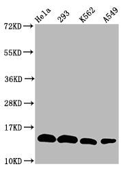 Western Blot Positive WB detected in: Hela whole cell lysate, 293 whole cell lysate, K562 whole cell lysate, A549 whole cell lysate All lanes: HIST1H2BC antibody at 1:100 Secondary Goat polyclonal to rabbit IgG at 1/50000 dilution Predicted band s...