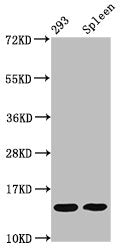 Western Blot Positive WB detected in: 293 whole cell lysate, Mouse spleen tissue All lanes: HIST1H2BC antibody at 0.09µg/ml Secondary Goat polyclonal to rabbit IgG at 1/50000 dilution Predicted band size: 14 kDa Observed band size: 14 kDa