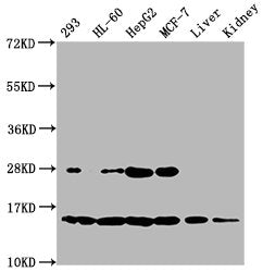 Western Blot Positive WB detected in: 293 whole cell lysate, HL60 whole cell lysate, HepG2 whole cell lysate, MCF-7 whole cell lysate, Mouse liver tissue, Mouse kidney tissue All lanes: HIST1H2BC antibody at 0.14µg/ml Secondary Goat polyclonal to...