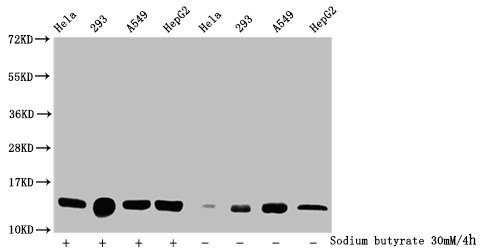 Western Blot Detected samples: Hela whole cell lysate, 293 whole cell lysate, A549 whole cell lysate, HepG2 whole cell lysate; Untreated (-) or treated (+) with 30mM sodium butyrate for 4h All lanes: HIST1H2BC antibody at 1:100 Secondary Goat poly...