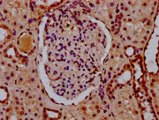 IHC image of CSB-PA010403OA34nsucHU diluted at 1:10 and staining in paraffin-embedded human kidney tissue performed on a Leica BondTM system. After dewaxing and hydration, antigen retrieval was mediated by high pressure in a citrate buffer (pH 6.0...