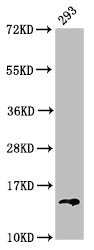 Western Blot Positive WB detected in: 293 whole cell lysate All lanes: HIST1H2BC antibody at 0.47µg/ml Secondary Goat polyclonal to rabbit IgG at 1/50000 dilution Predicted band size: 14 kDa Observed band size: 14 kDa