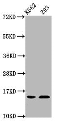 Western Blot Positive WB detected in: K562 whole cell lysate, 293 whole cell lysate All lanes: HIST1H2BC antibody at 0.32µg/ml Secondary Goat polyclonal to rabbit IgG at 1/50000 dilution Predicted band size: 14 kDa Observed band size: 14 kDa