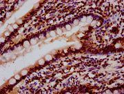 IHC image of CSB-PA010403OA85nsucHU diluted at 1:10 and staining in paraffin-embedded human small intestine tissue performed on a Leica BondTM system. After dewaxing and hydration, antigen retrieval was mediated by high pressure in a citrate buffe...