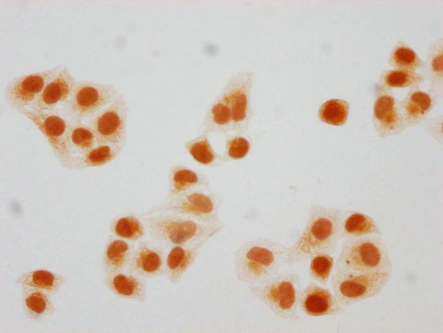 Immunocytochemistry analysis of CSB-PA010403PA108hibHU diluted at 1:20 and staining in Hela cells(treated with 30mM sodium butyrate for 4h) performed on a Leica BondTM system. The cells were fixed in 4% formaldehyde, permeabilized using 0.2% Trito...