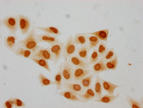 Immunocytochemistry analysis of CSB-PA010403PA15me1HU diluted at 1:20 and staining in Hela cells performed on a Leica BondTM system. The cells were fixed in 4% formaldehyde, permeabilized using 0.2% Triton X-100 and blocked with 10% normal goat se...