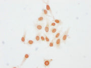 Immunocytochemistry analysis of CSB-PA010403PA23me1HU diluted at 1:15 and staining in Hela cells performed on a Leica BondTM system. The cells were fixed in 4% formaldehyde, permeabilized using 0.2% Triton X-100 and blocked with 10% normal goat se...