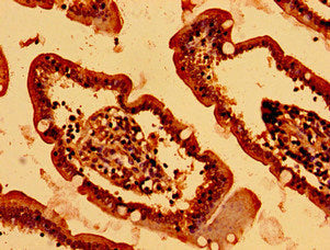 Immunohistochemistry of paraffin-embedded human small intestine tissue using CSB-PA010411LA01HU at dilution of 1:100