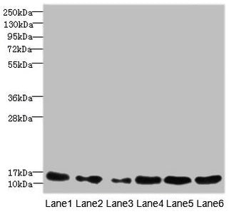 Western blot All lanes: HIST1H3A antibody at 1.83ug/ml Lane 1: Mouse liver tissue Lane 2: Mouse lung tissue Lane 3: MCF-7 whole cell lysate Lane 4: Hela whole cell lysate Lane 5: Jurkat whole cell lysate Lane 6: NIH/3T3 whole cell lysate Secondary...